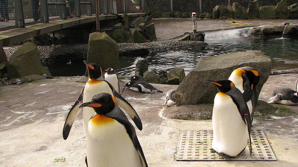 Edinburgh Zoo Edinburgh Zoo