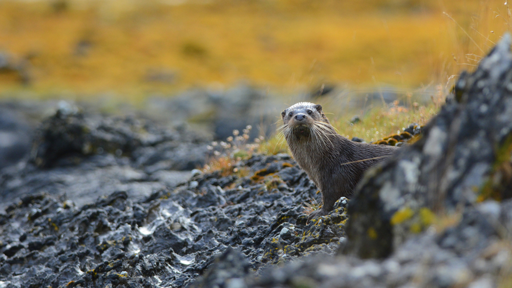 Otter Otter