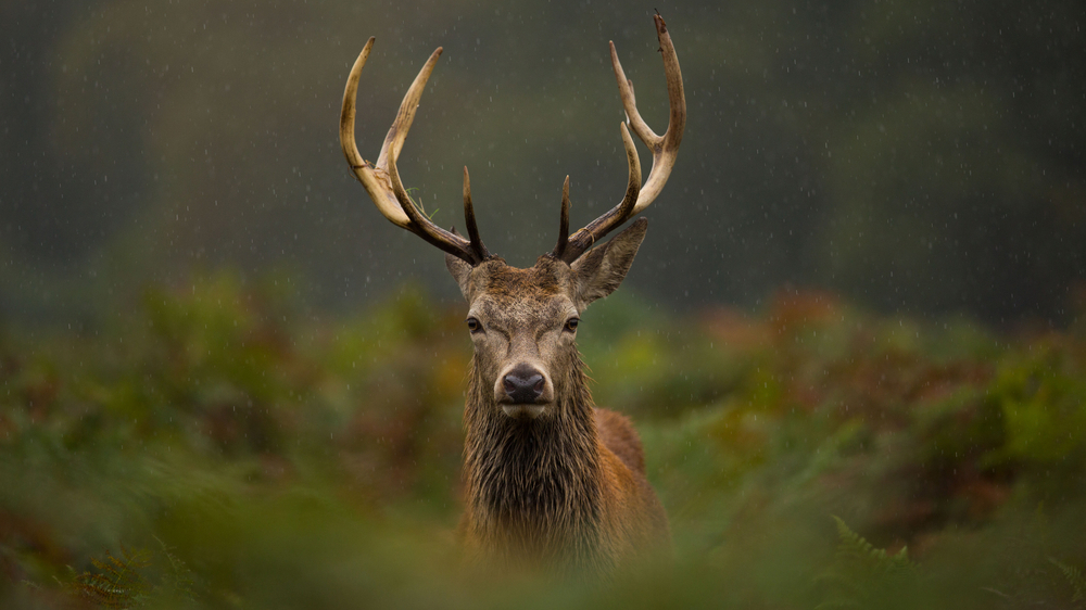 Red Stag Red Stag